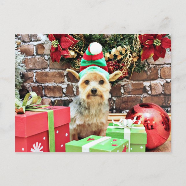 Christmas - Yorkie - Vinnie #32 Holiday Postcard (Front)