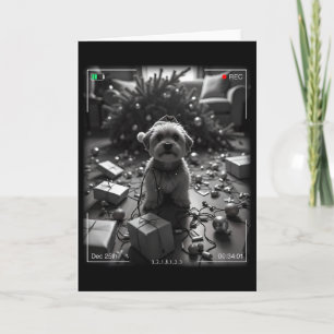 Christmas Yorkshire Terrier Caught On Camera Card