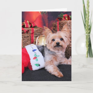 Christmas - Yorkshire Terrier - Vinnie Holiday Card