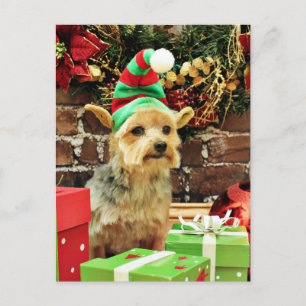 Christmas - Yorkshire Terrier - Vinnie Holiday Postcard