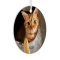 Christmastime Cat Pet Memorial Photo