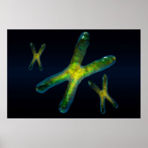 Chromosomes Poster