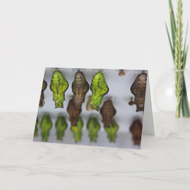 Chrysalis Birthday Card (Front)