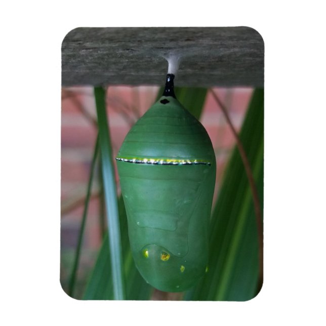 Chrysalis of the Monarch Butterfly Photography Magnet (Vertical)