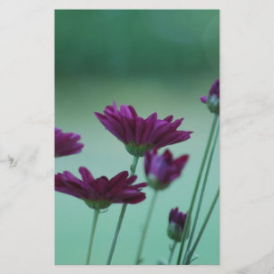 Chrysanthemum and meaning