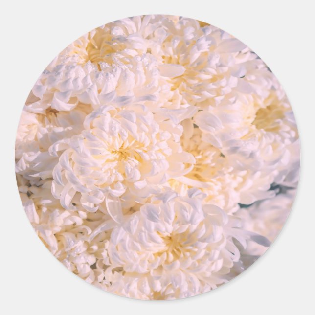 chrysanthemum bloom classic round sticker (Front)