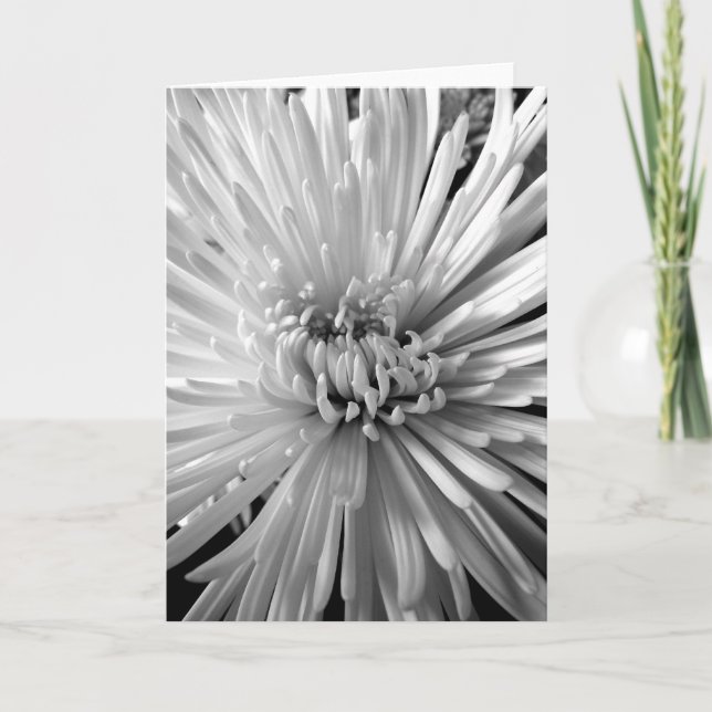 Chrysanthemum Blossom Card (Front)
