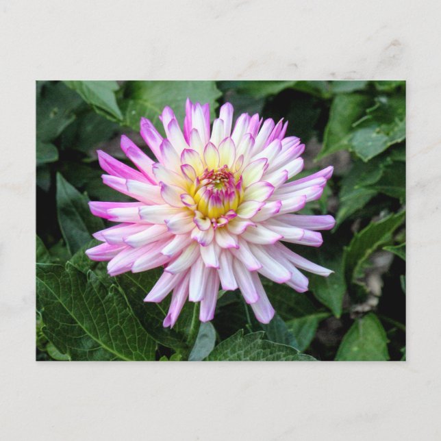 Chrysanthemum, Bute Park, Cardiff, Wales Postcard (Front)