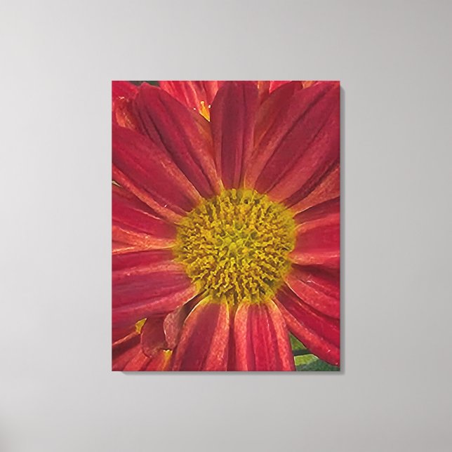 Chrysanthemum Canvas Print (Front)