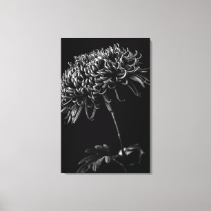 Chrysanthemum Canvas Print