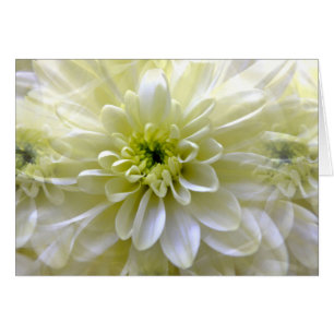 CHRYSANTHEMUM Cards