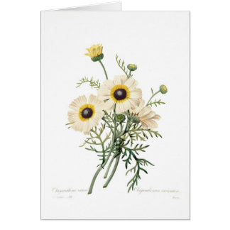 Chrysanthemum carinatum
