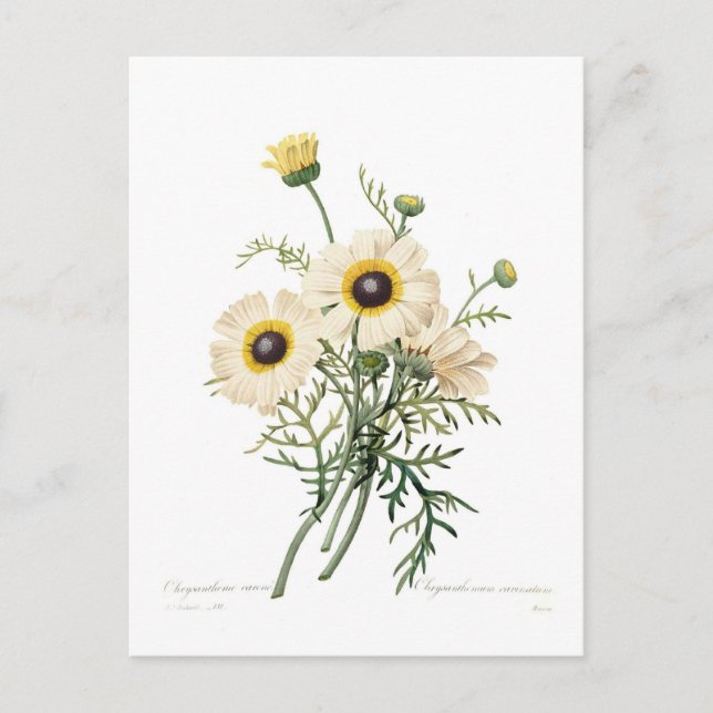 Chrysanthemum carinatum postcard (Front)