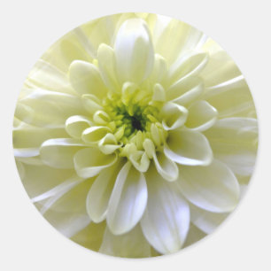 CHRYSANTHEMUM CLASSIC ROUND STICKER