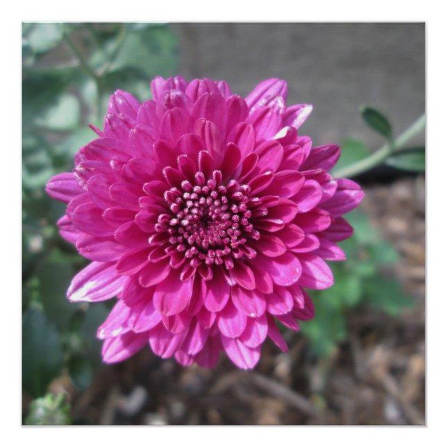 Chrysanthemum Dark Red Flower Poster (Front)