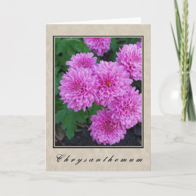 Chrysanthemum - Floral Series Card (Front)