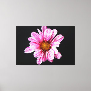 Chrysanthemum Flower 60x40 (150x100cm) waccna Canvas Print
