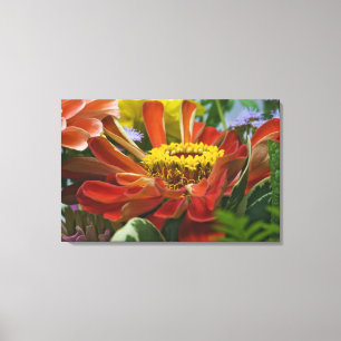 Chrysanthemum flower canvas print