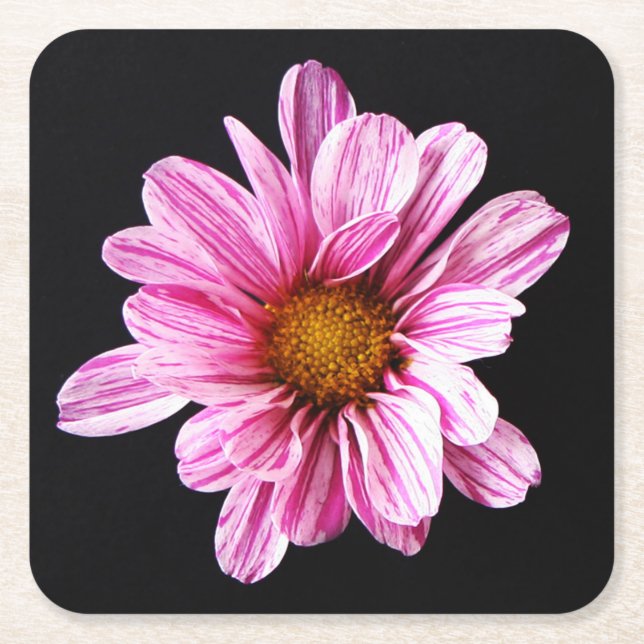 Chrysanthemum Flower coastercna Square Paper Coaster (Front)
