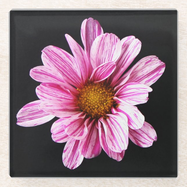 Chrysanthemum Flower coastercnm Glass Coaster (Front)