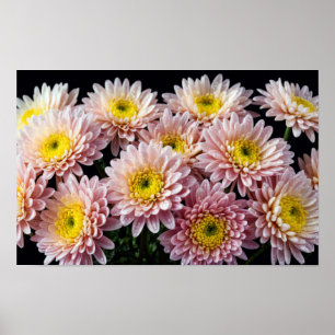 Chrysanthemum Flower Colourful Blossom Decoration 