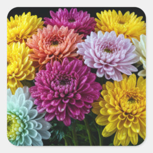 Chrysanthemum Flower Colourful Blossom Decoration  Square Sticker