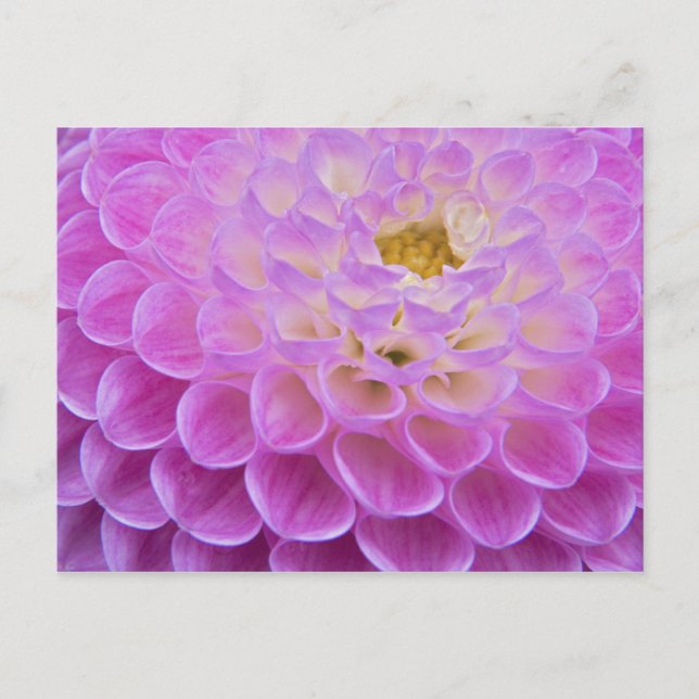 Chrysanthemum flower decorating grave site in postcard (Front)