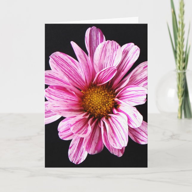 Chrysanthemum Flower gccna Card (Front)