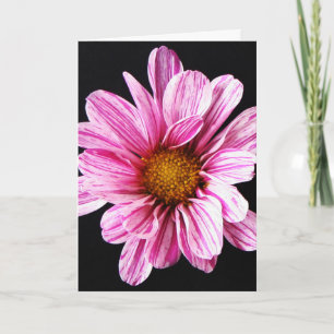 Chrysanthemum Flower gccna Card