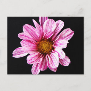 Chrysanthemum Flower pccna Postcard