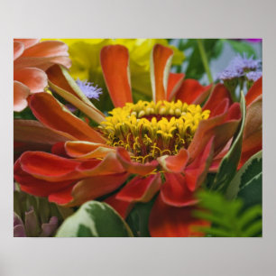 Chrysanthemum flower poster