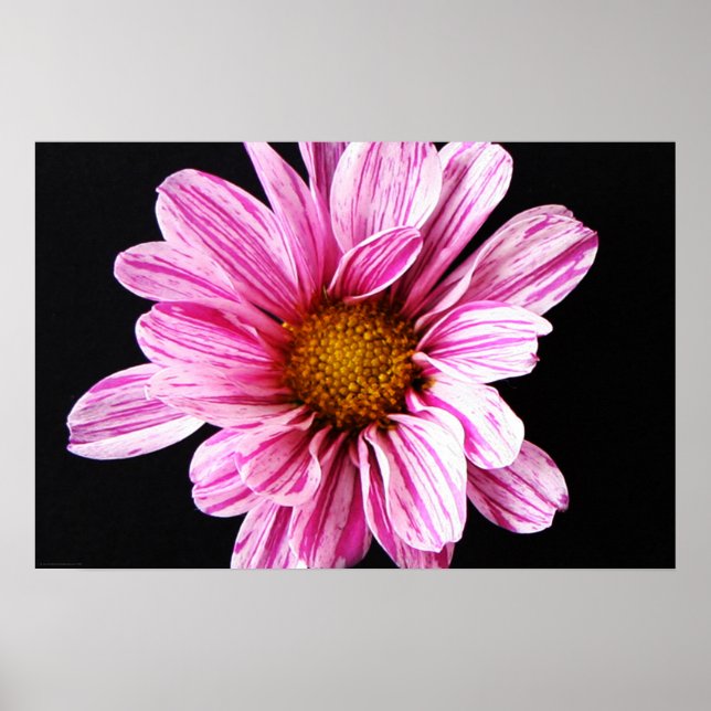 Chrysanthemum Flower wapcna Poster (Front)