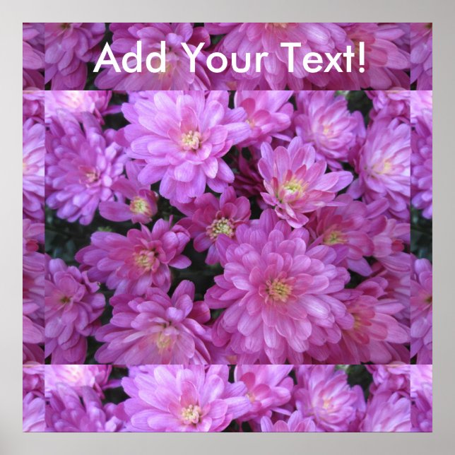 Chrysanthemum Group Plant Purple Poster (Front)