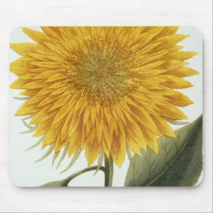Chrysanthemum Indicum from 'Pythanthoza Iconograph Mouse Mat