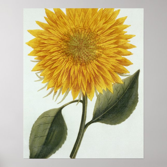 Chrysanthemum Indicum from 'Pythanthoza Iconograph Poster (Front)