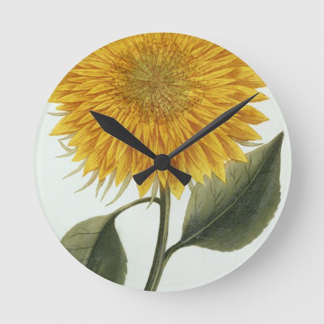 Chrysanthemum Indicum from 'Pythanthoza Iconograph Round Clock (Front)