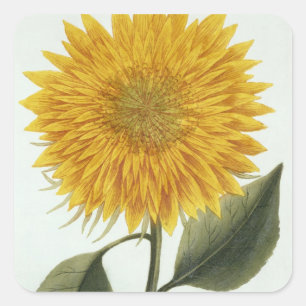 Chrysanthemum Indicum from 'Pythanthoza Iconograph Square Sticker