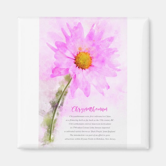 Chrysanthemum Magnet (Front)