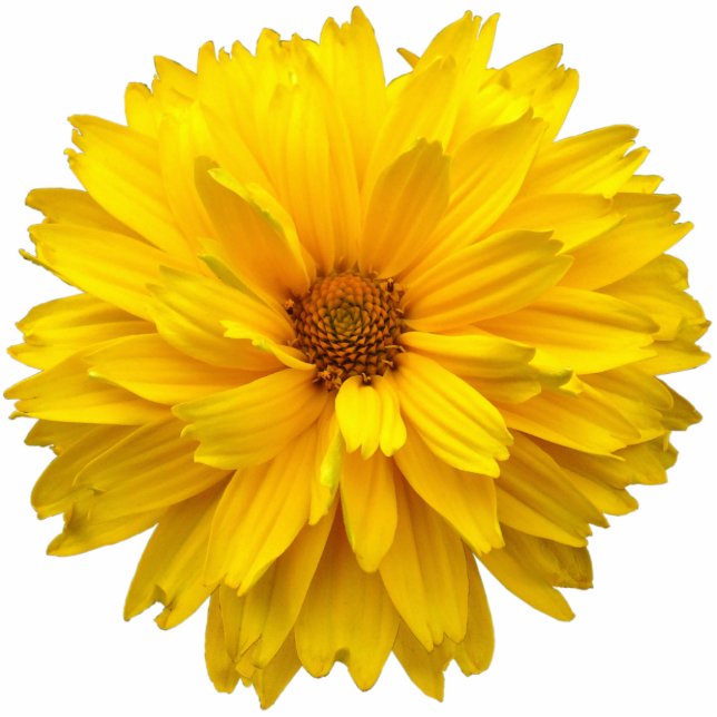 Chrysanthemum Photo Sculpture Magnet (Front)