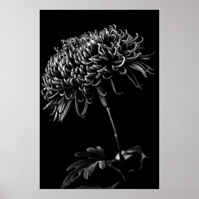 Chrysanthemum Poster (Front)