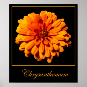 Chrysanthemum Poster
