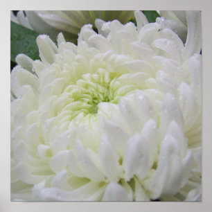 Chrysanthemum Poster