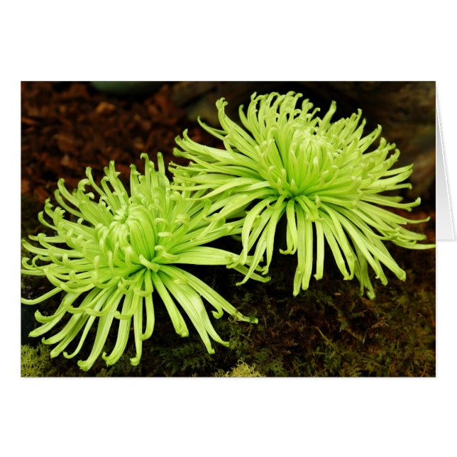 Chrysanthemum - Spider Mum (Front Horizontal)