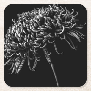 Chrysanthemum Square Paper Coaster
