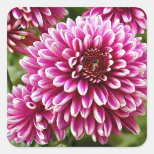 Chrysanthemum Square Sticker