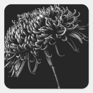Chrysanthemum Square Sticker
