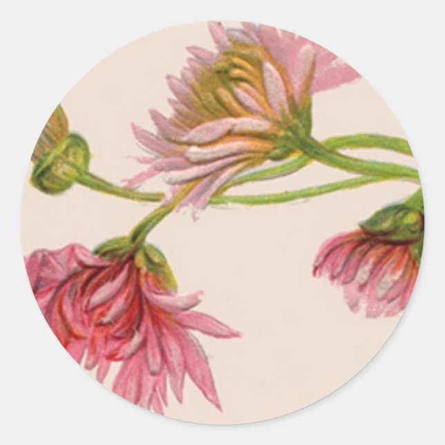 Chrysanthemum - Sticker (Front)