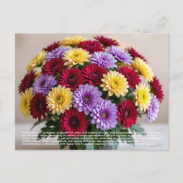 Chrysanthemum Symbolism Postcard (Front)