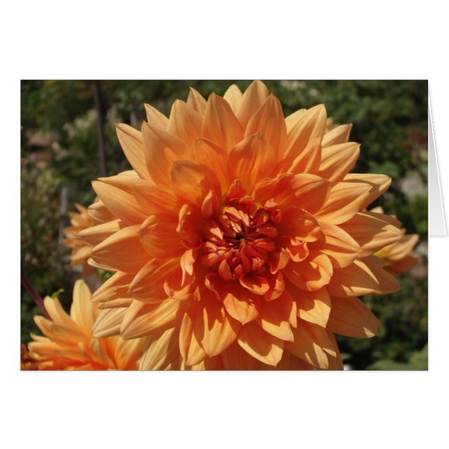 Chrysanthemums (Front Horizontal)