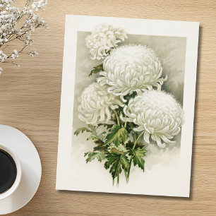 Chrysanthemums – Elegant Vintage Botanical Postcard